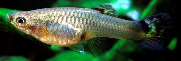 Poecilia reticulata_03.jpg